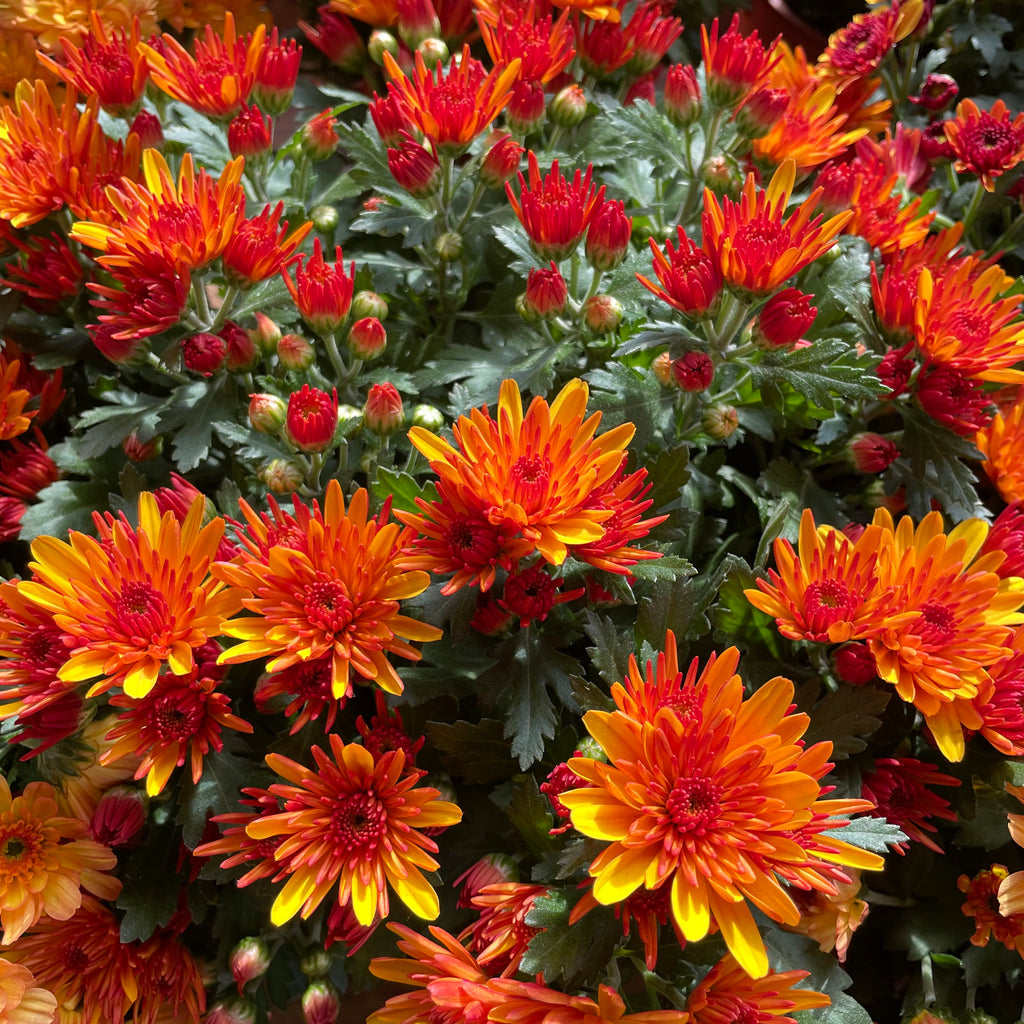Chrysanthemum Gypsophilla P150  菊花满天星