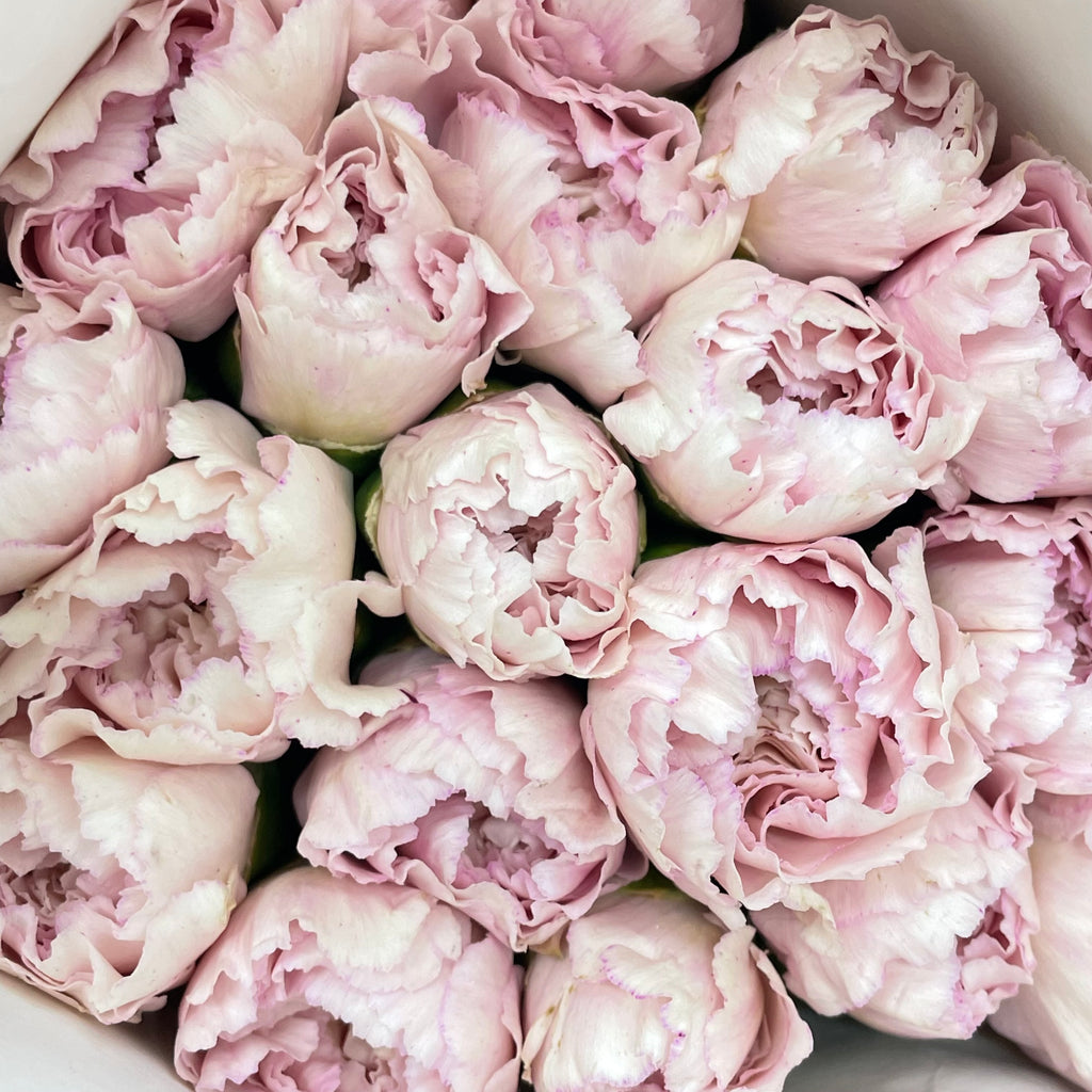 Carnation Pink - (18-20 Stems)