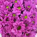 Chrysanthemum Pompom Daisy Purple 1 - (10-12 Stems)