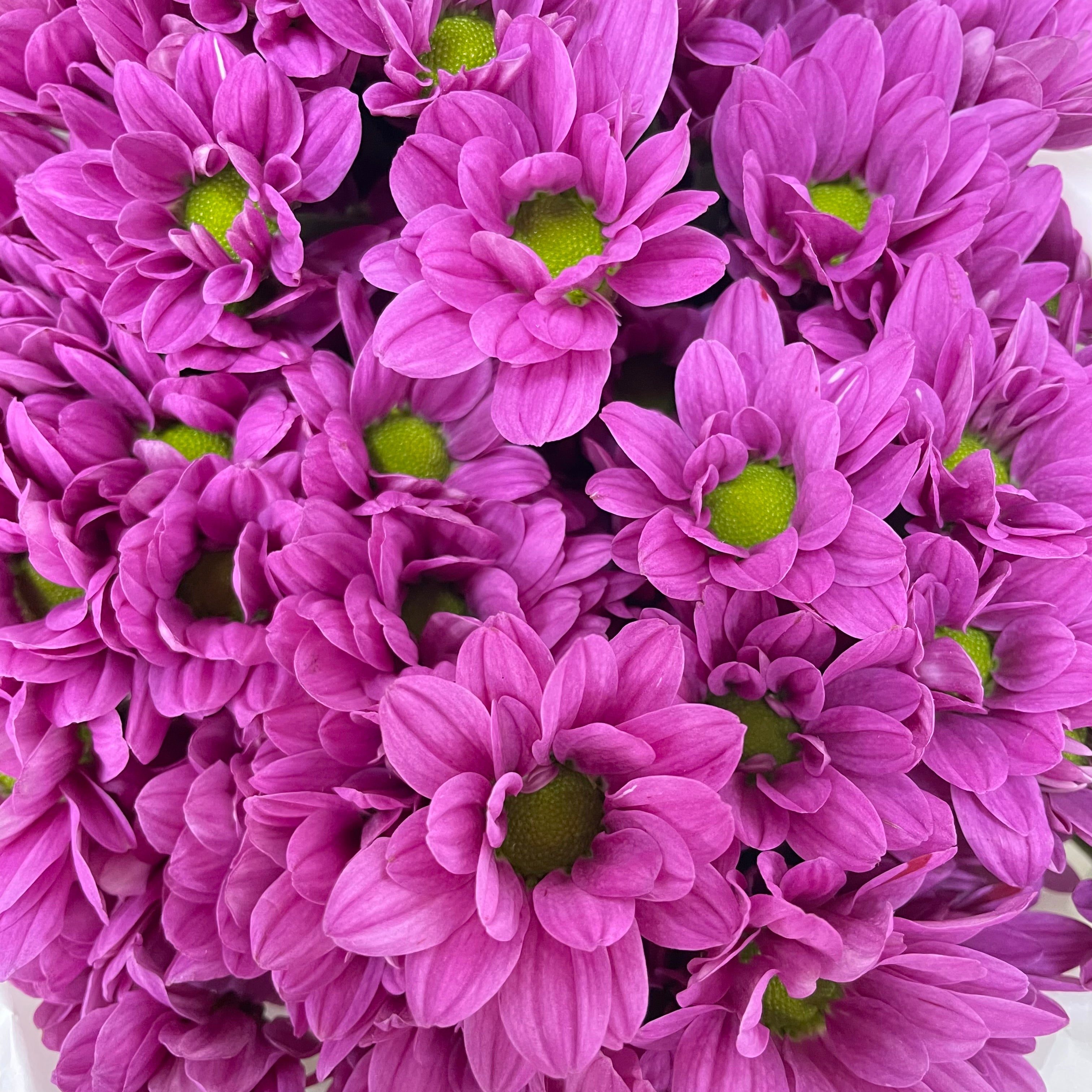 Chrysanthemum Pompom Daisy Purple 1 - (10-12 Stems)