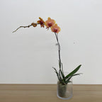 Phalaenopsis Orchid Orange Yellow Big Single Stem