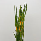 Gladiolus Orange 橘色剑兰花 - (9 - 10 Stems)