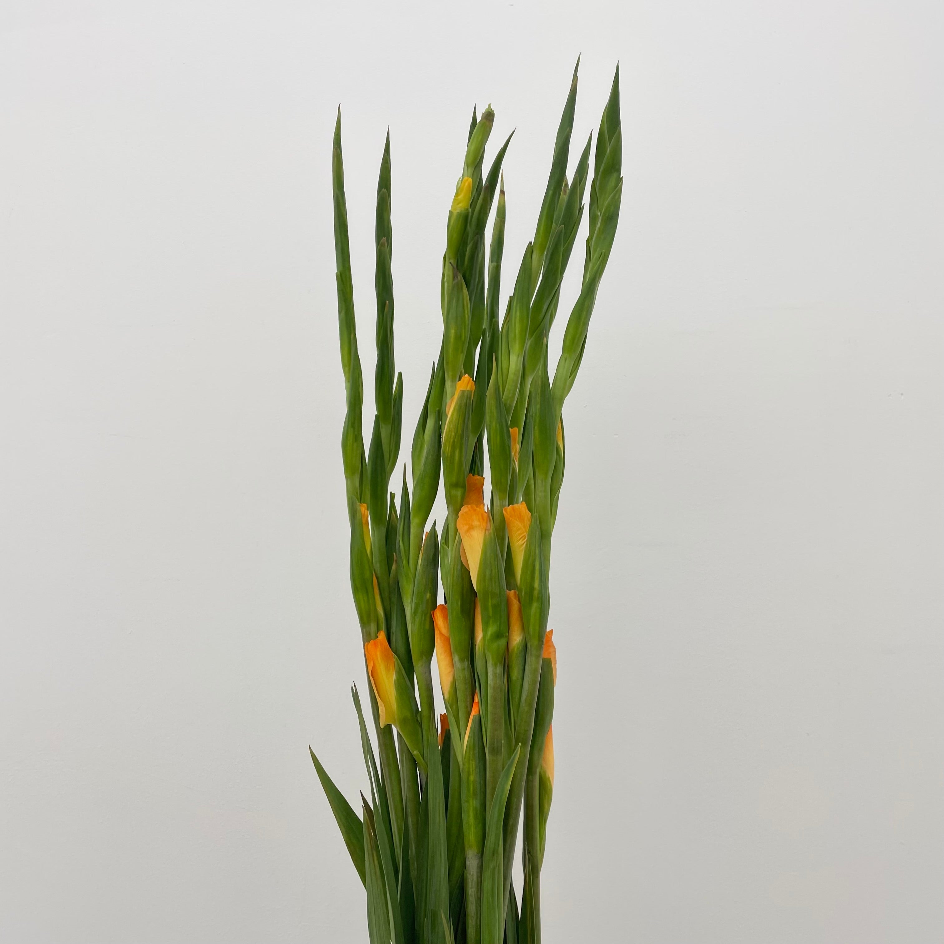 Gladiolus Orange 橘色剑兰花 - (10 Stems)