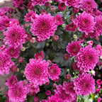 Chrysanthemum Gypsophilla P150  菊花满天星