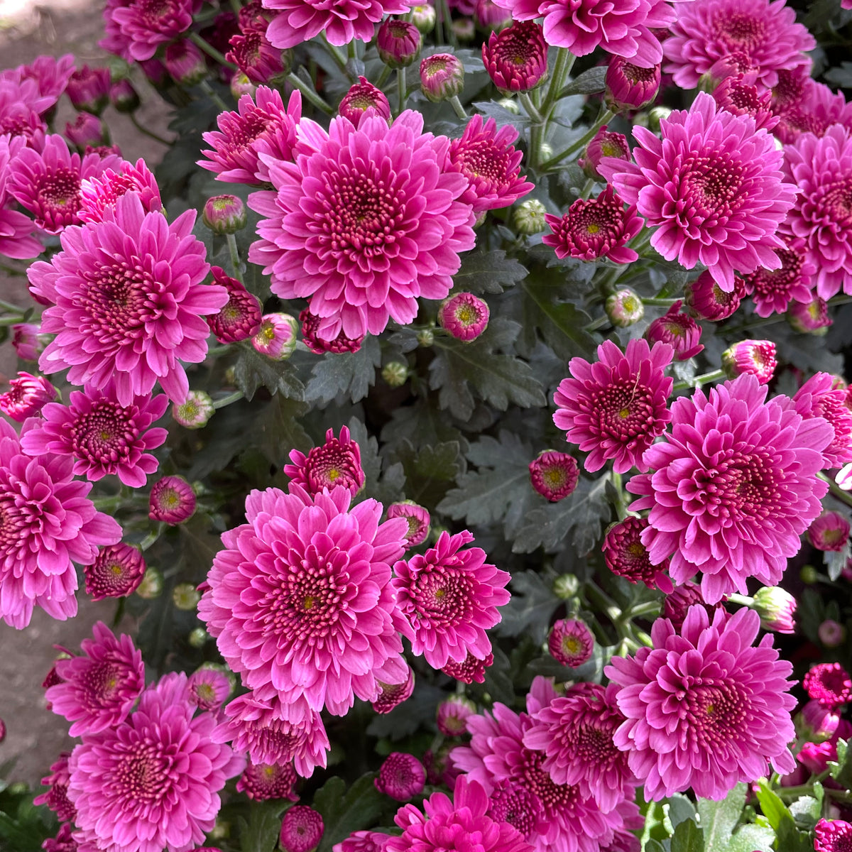 Chrysanthemum Gypsophilla P150  菊花满天星
