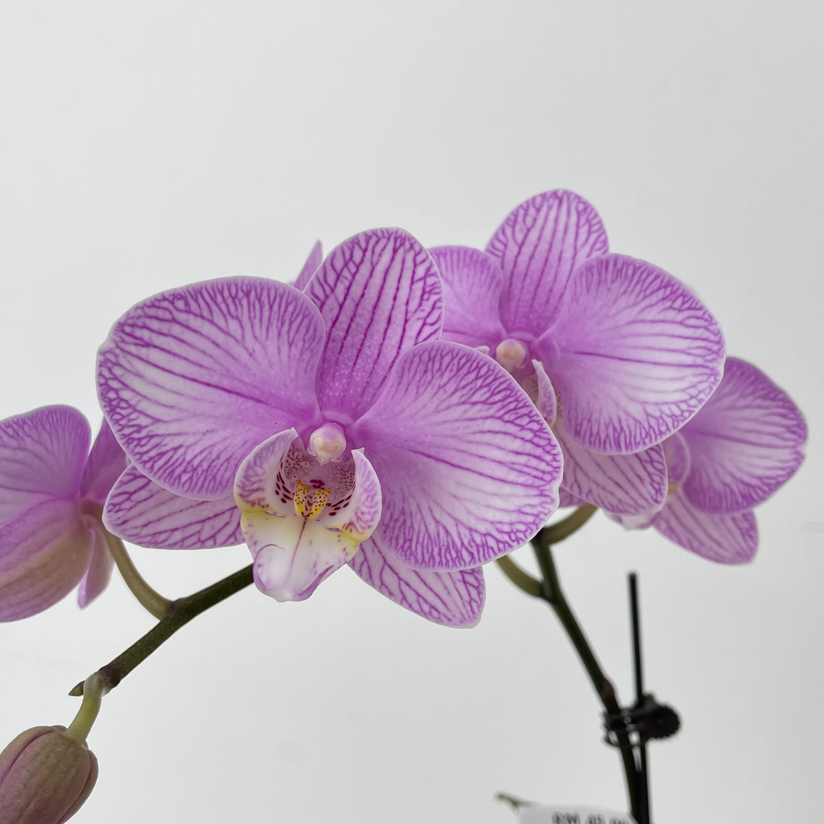 Phalaenopsis Orchid Pink