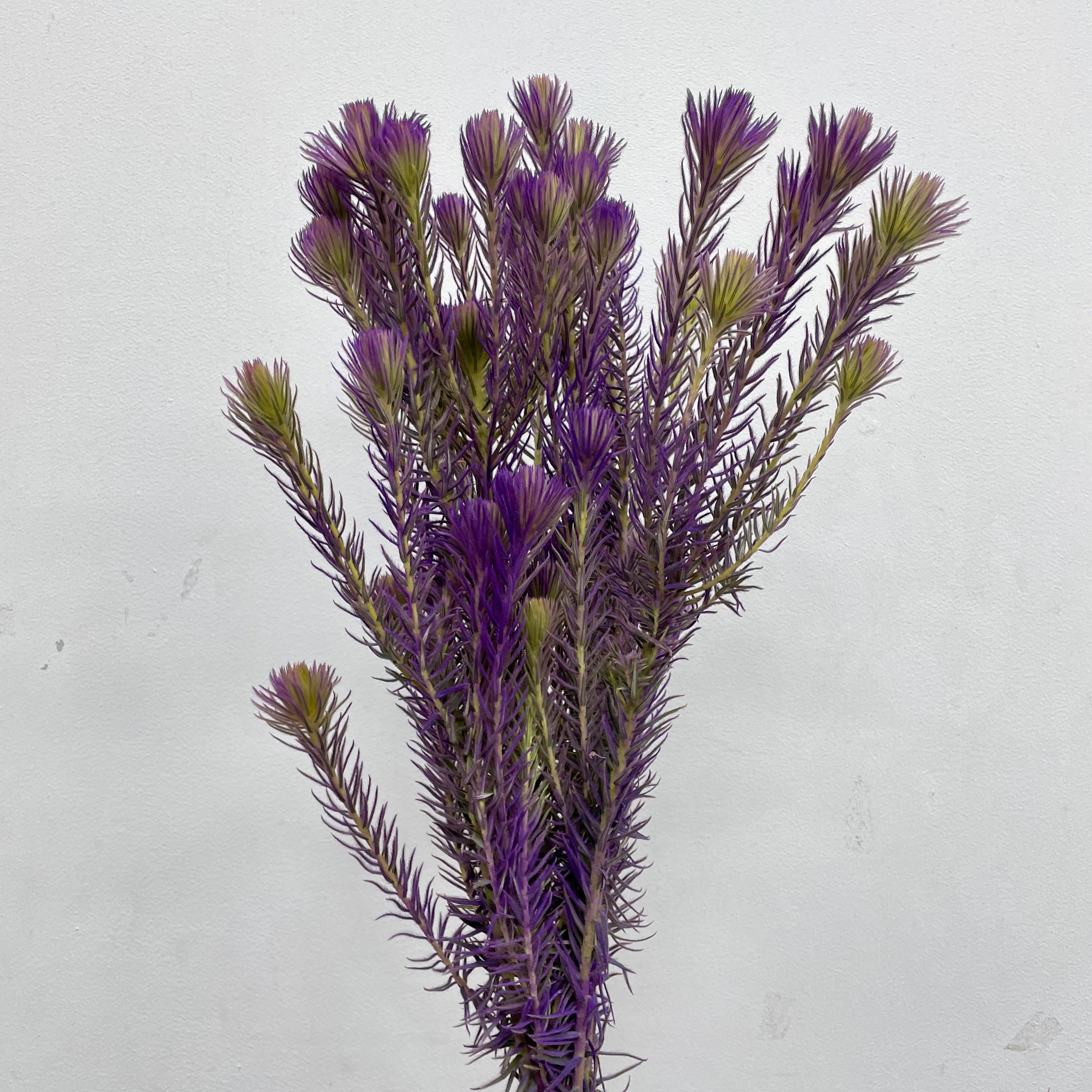 Spray Golden Goose Purple - (Per Bundle)