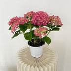 Hydrangea Plant