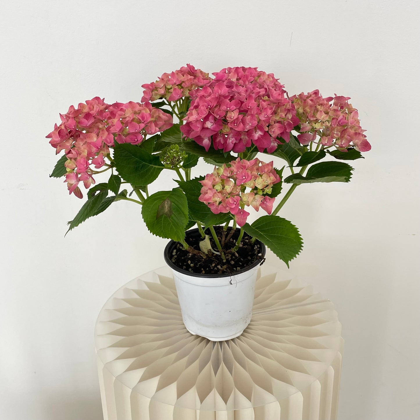 Hydrangea Plant