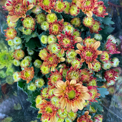 Chrysanthemum pom-pom (Small Potted) 菊花 2025