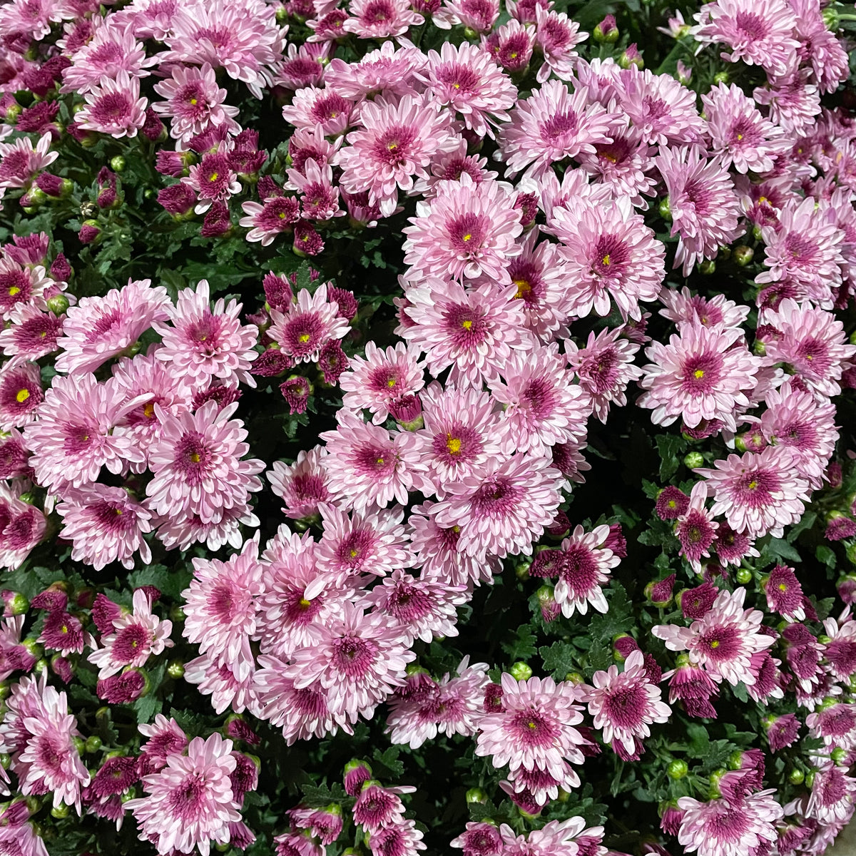 Chrysanthemum Gypsophilla P310 菊花满天星 2025