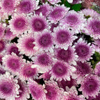 Chrysanthemum Pompom Two Tone Purple 3 - (10-12 Stems)