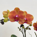 Phalaenopsis Orchid Yellow Orange