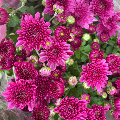 Chrysanthemum pom-pom (Small Potted) 菊花 2025