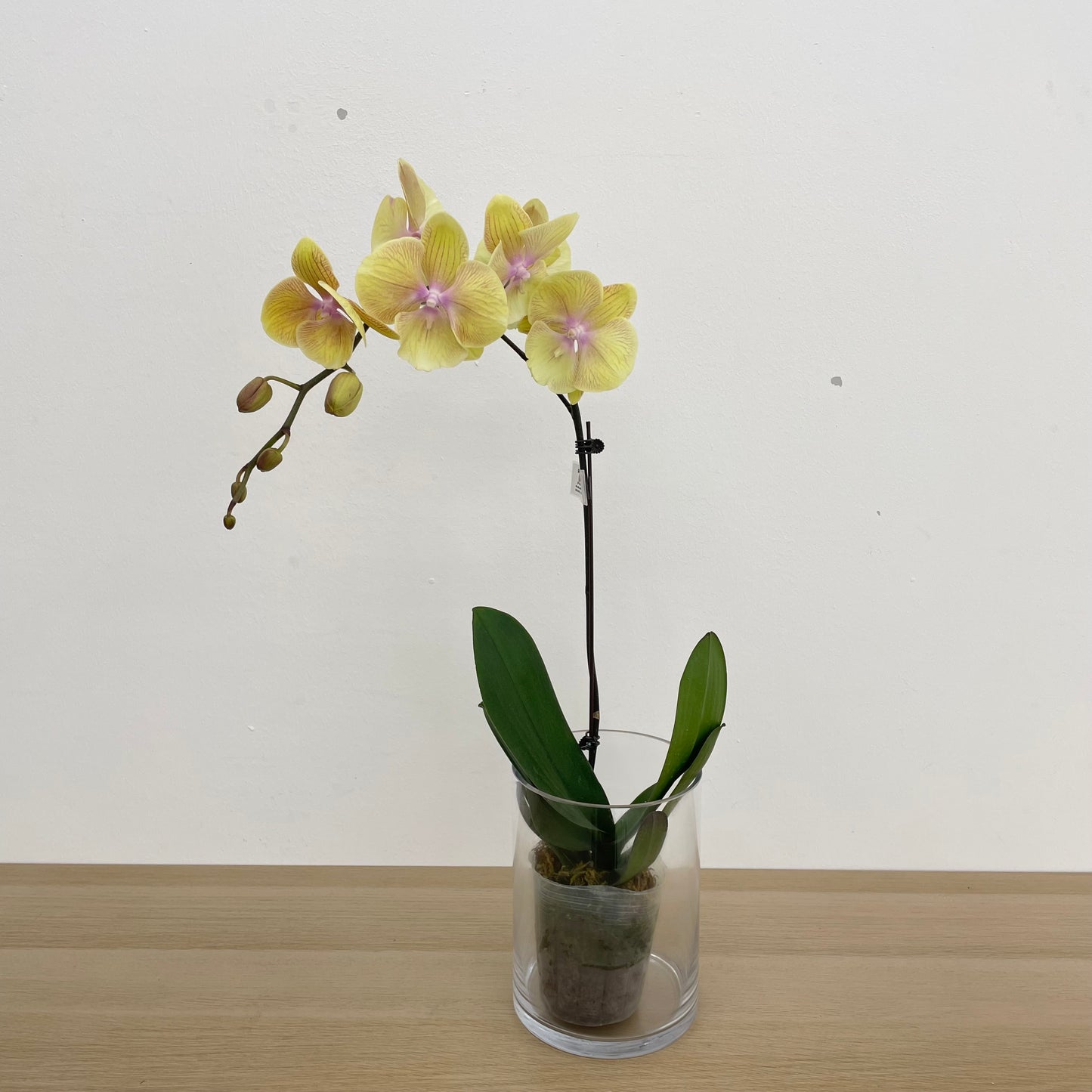 Phalaenopsis Orchid Yellow Line Pink Single Big