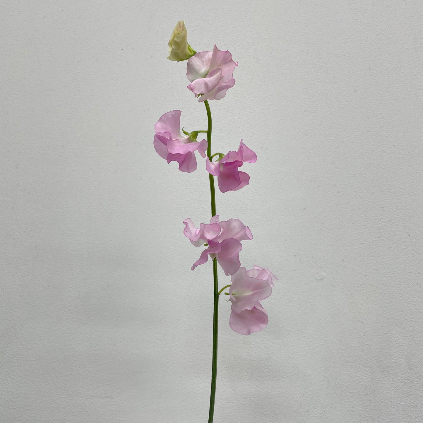 Sweet Pea Light Pink - 5 Stems