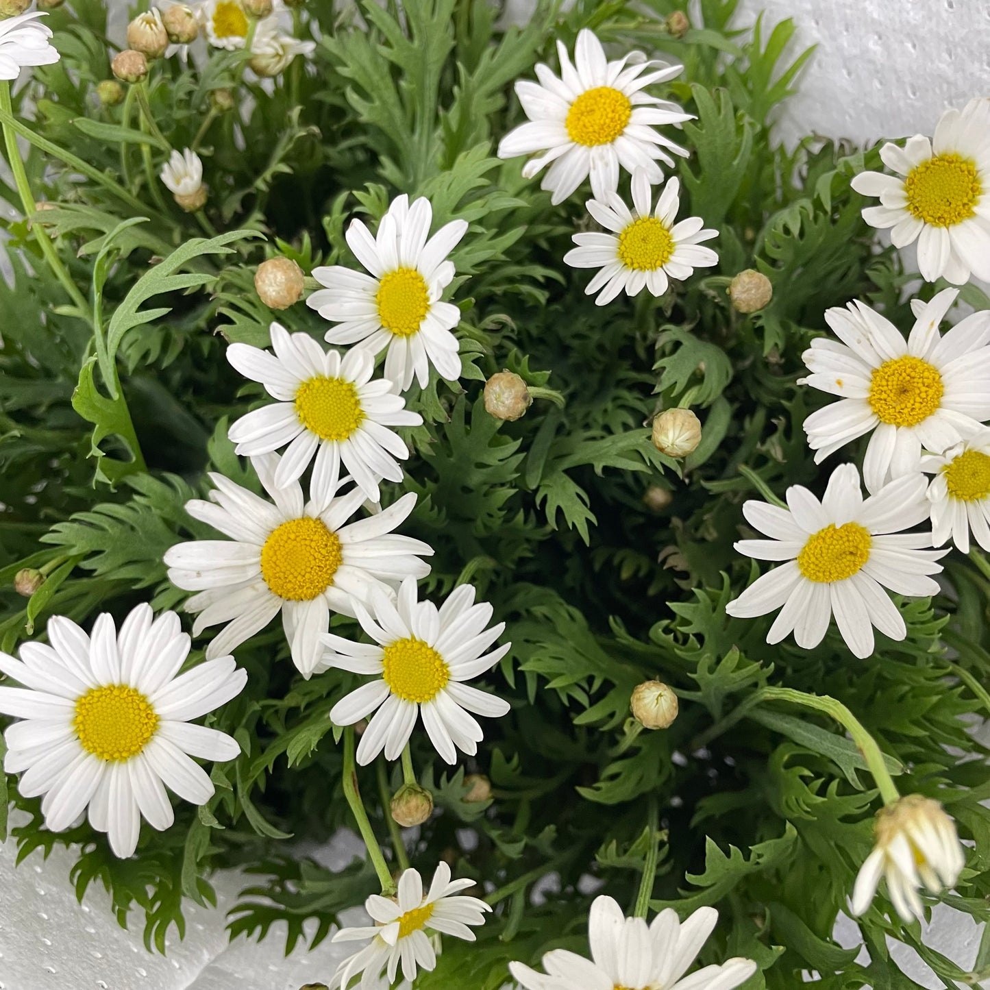 Leucanthemum White