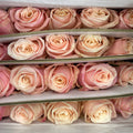Rose Marzipan - (8-10 Stems)