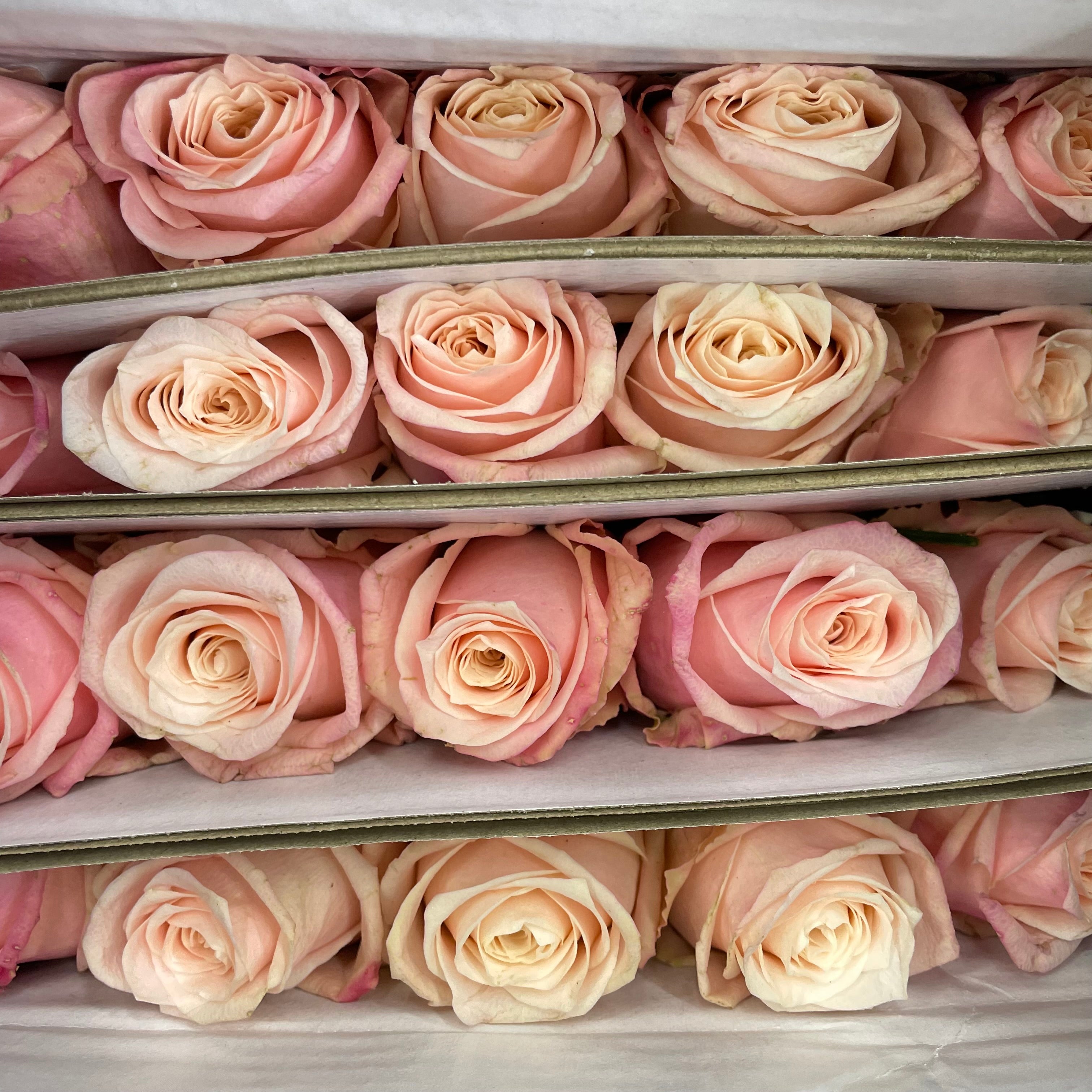 Rose Marzipan - (8-10 Stems)