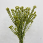 Spray Golden Goose Green - (Per Bundle)