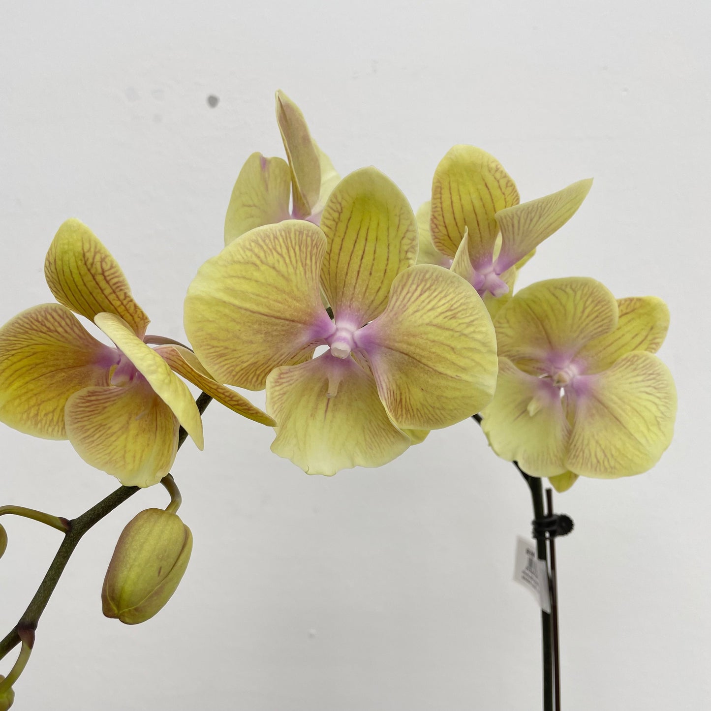 Phalaenopsis Orchid Yellow Line Pink Single Big