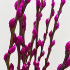 银柳 Pussy Willow Magenta (5Ft) - (10 Stems)
