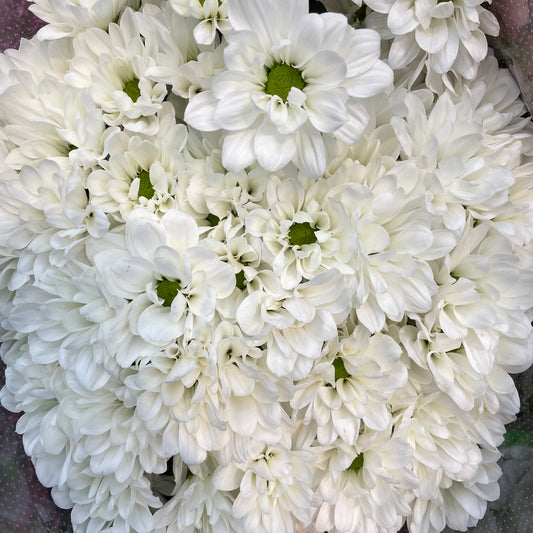 Chrysanthemum Pompom Daisy White 1 - (10-12 Stems)