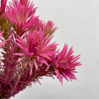 Spray Golden Goose Pink - (Per Bundle)