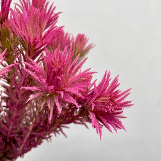 Spray Golden Goose Pink - (Per Bundle)