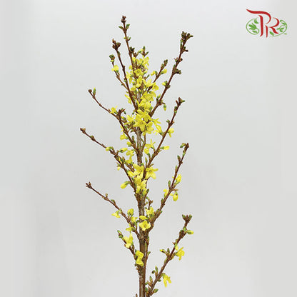 Forsythia 150cm - Per stem