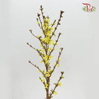 Forsythia Yellow - (2 Stems)