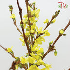 Forsythia 70cm - (5 stems)