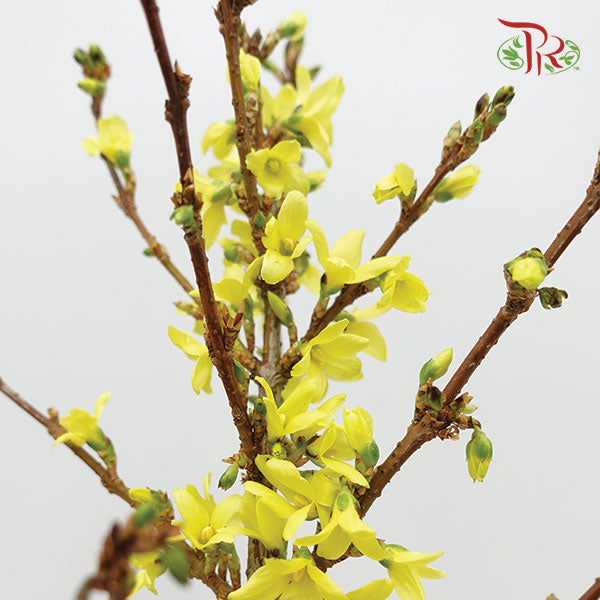 Forsythia 70cm - (5 stems)