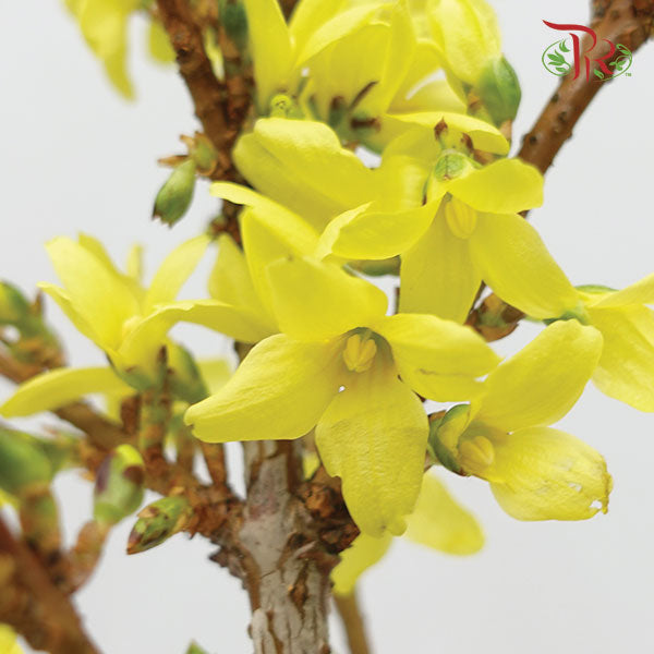 Forsythia 70cm - (5 stems)