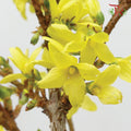 Forsythia Yellow - (2 Stems)