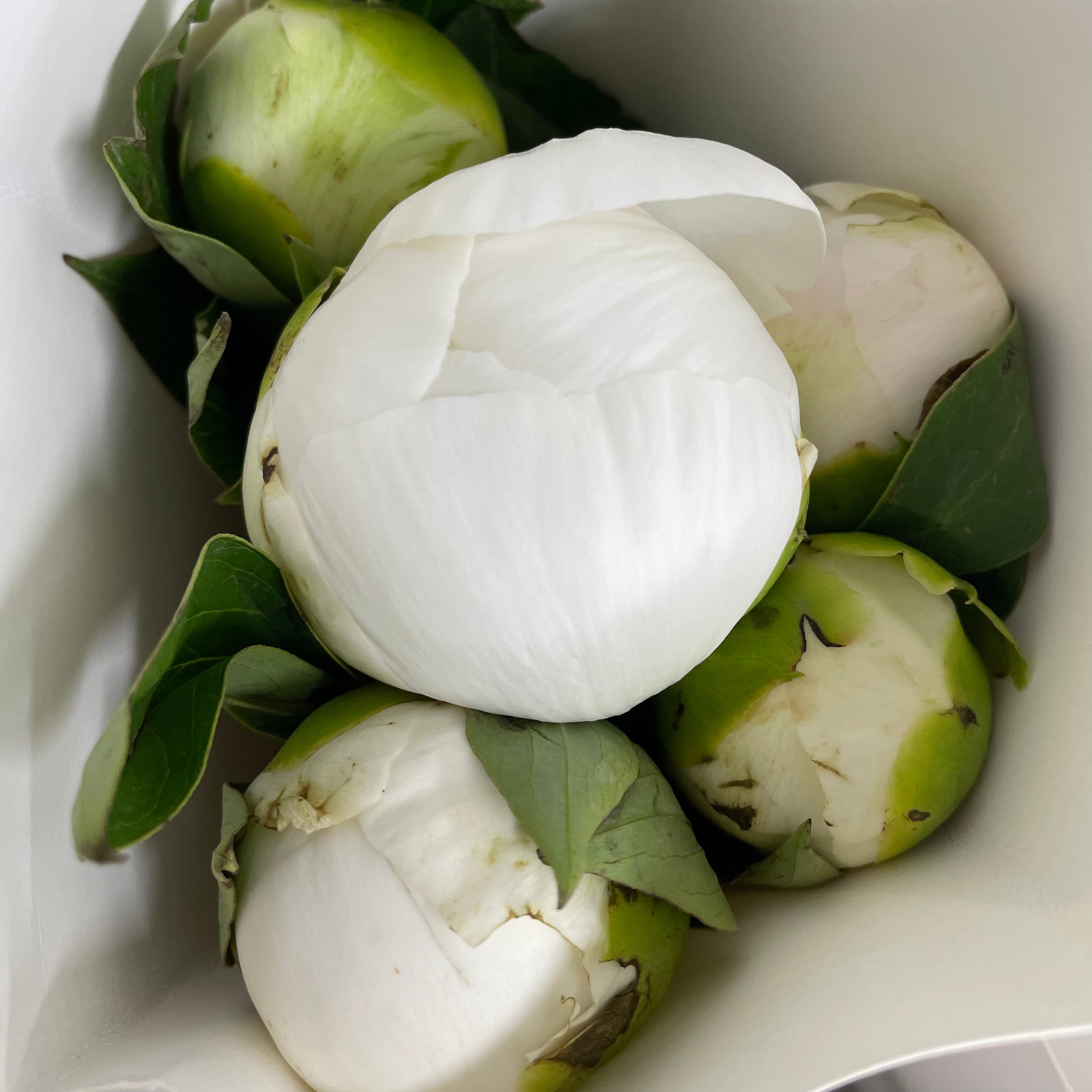 Peony Duchess - (5 Stems)