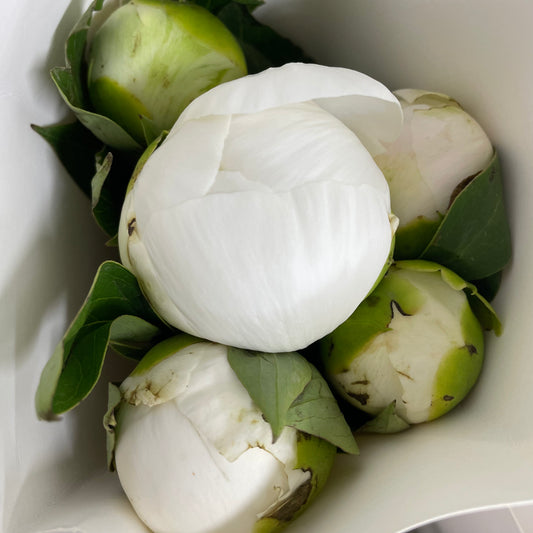 Peony Duchess - (5 Stems)
