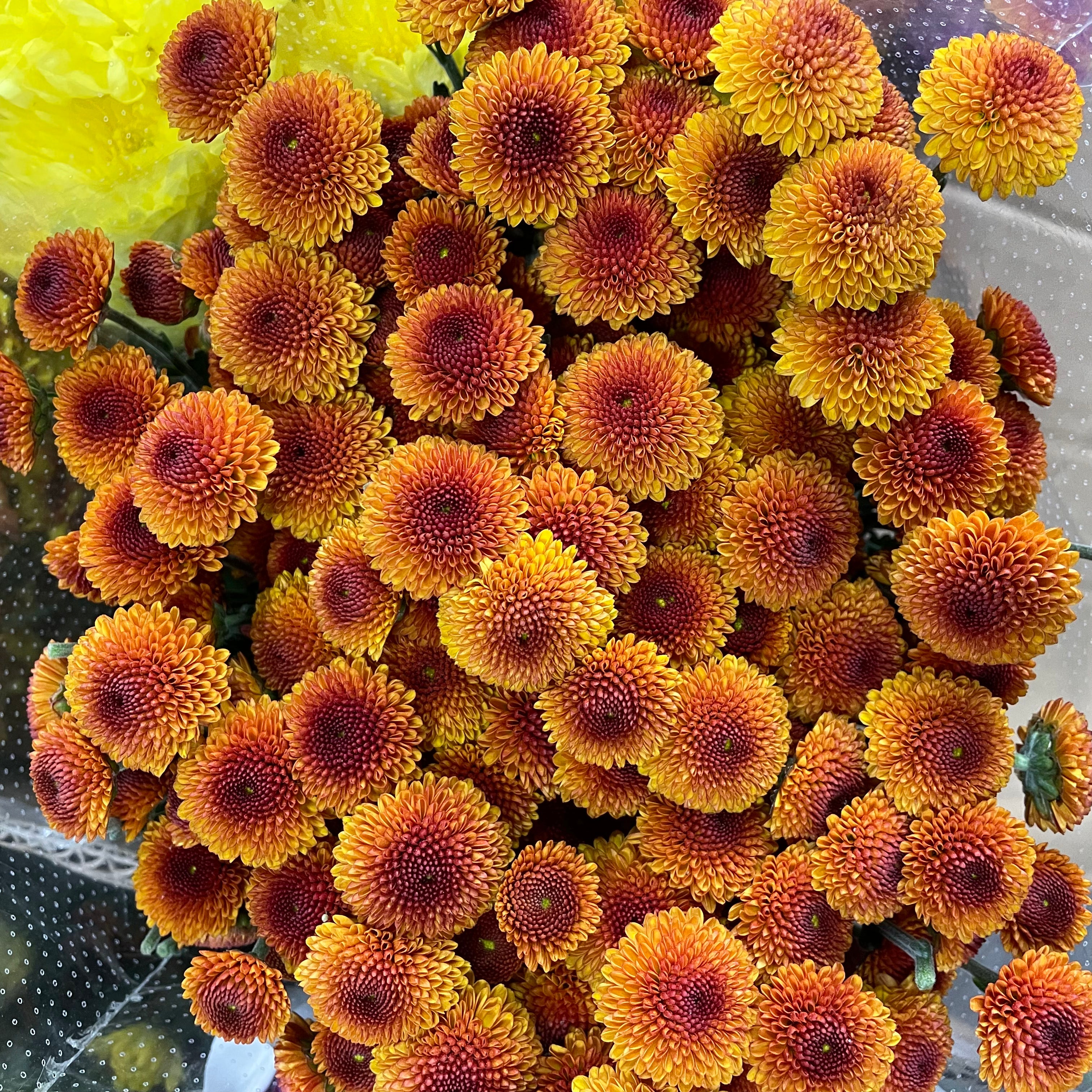 Chrysanthemum Pompom Button Orange - (10-12 Stems)