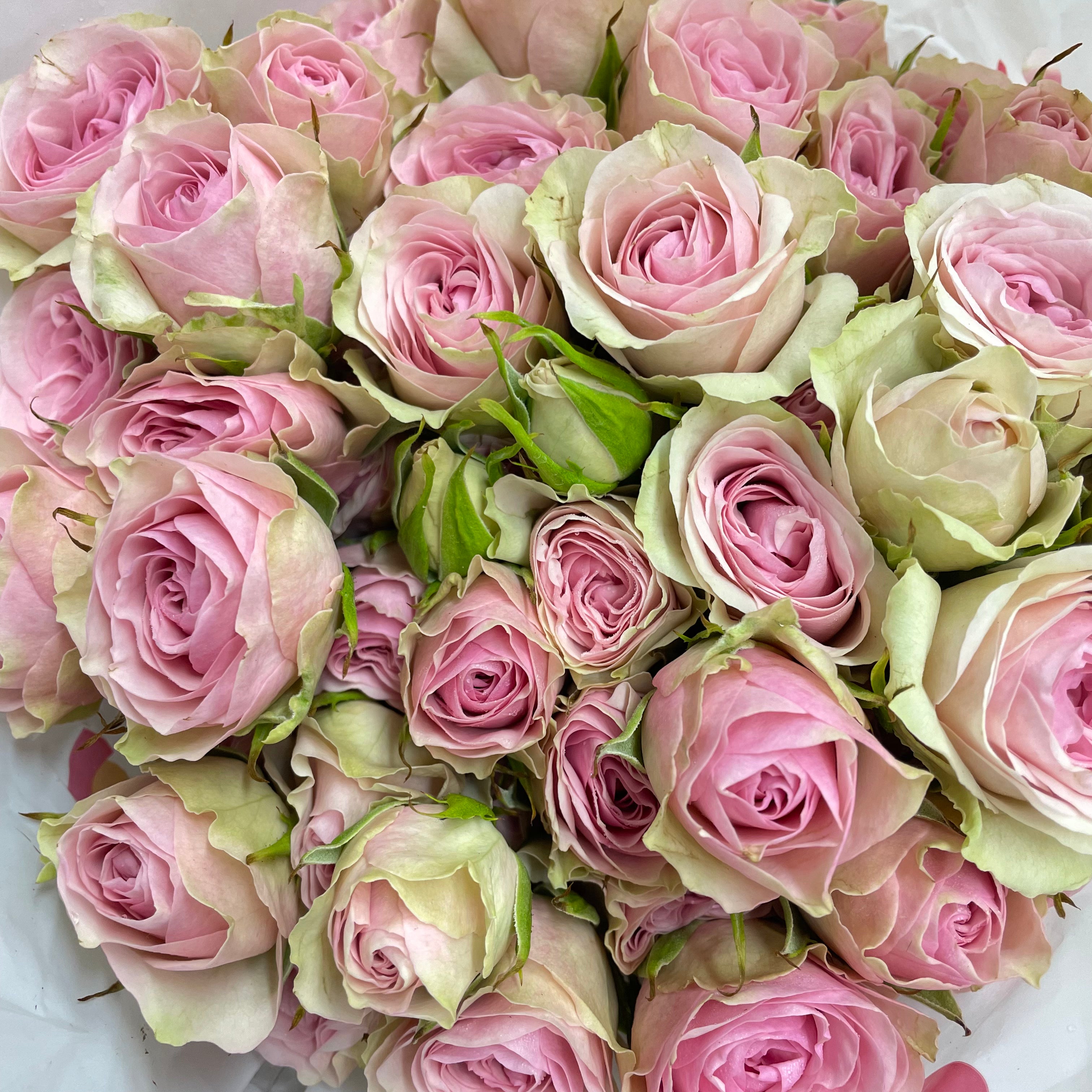 Rose Spray Sanoli - (8-10 Stems)