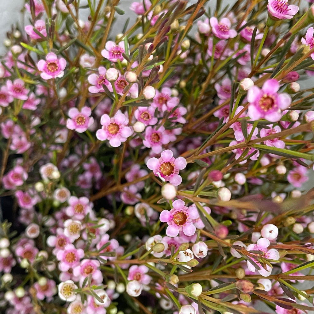 Wax Flower Pink 蜡花 - (Per Bundle)