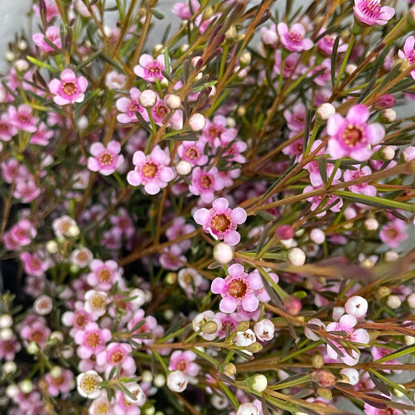 Mini Wax Flower Pink - (Per Bundle)