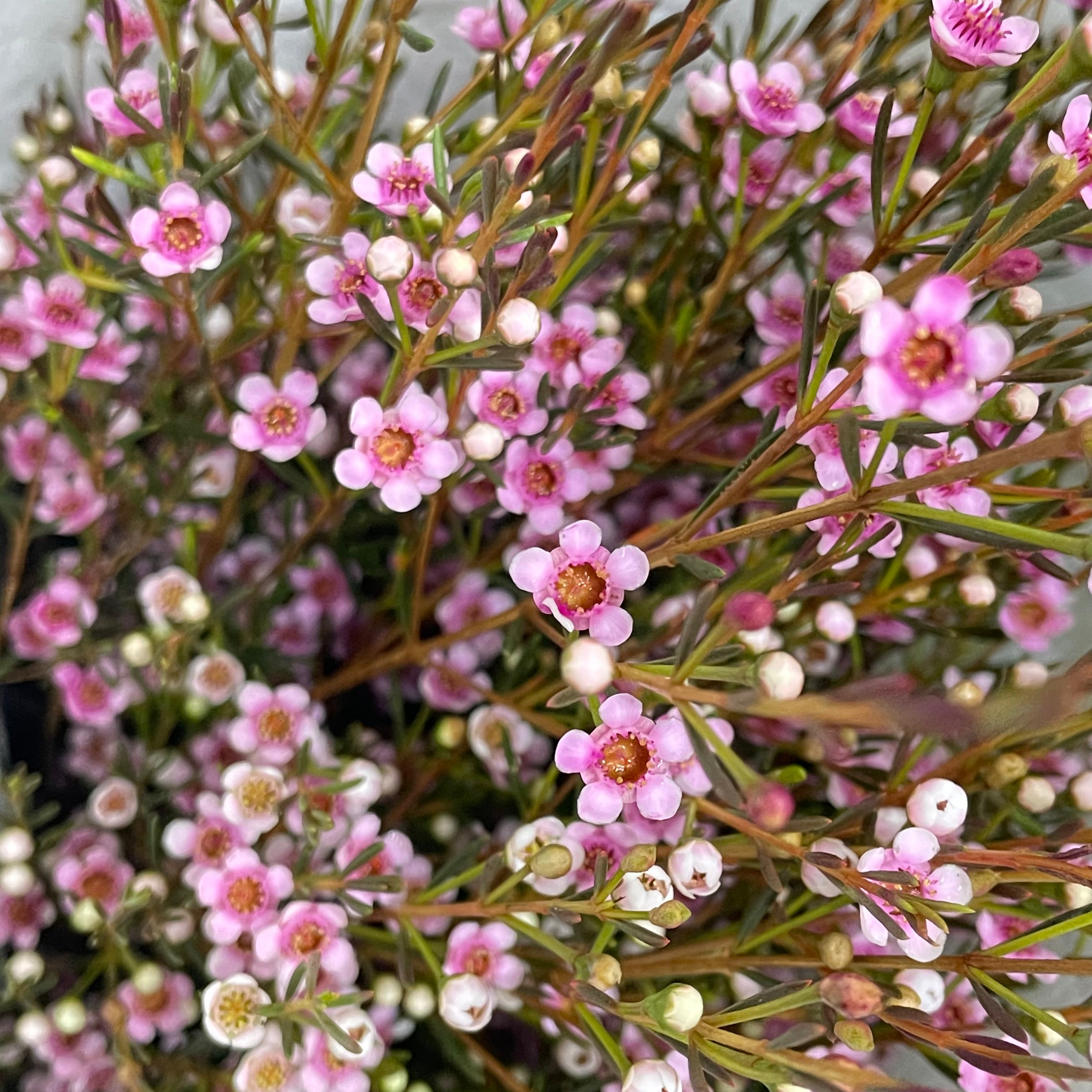 Wax Flower Pink 蜡花 - (Per Bundle)