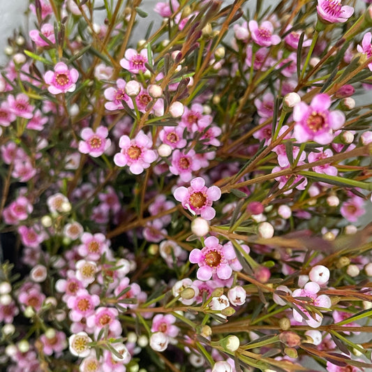 Mini Wax Flower Pink - (Per Bundle)