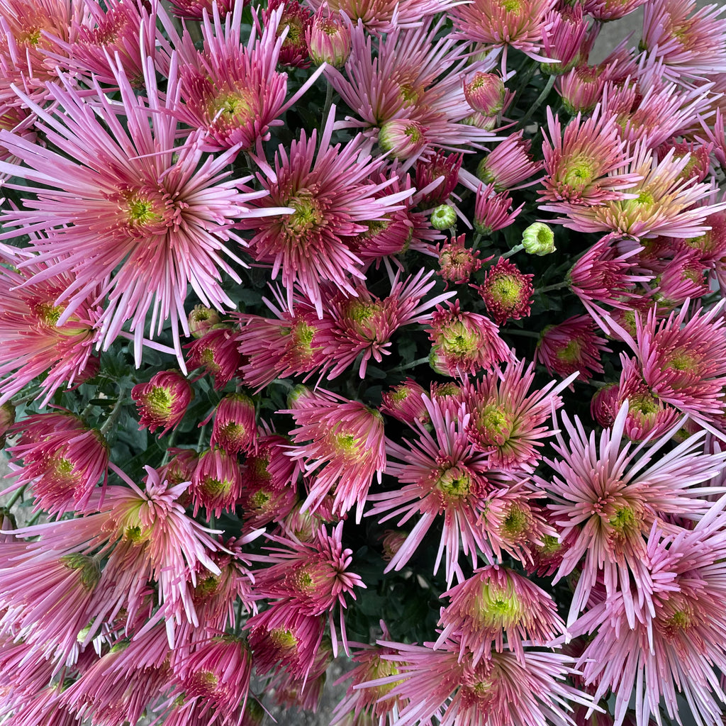 Chrysanthemum Pom-Pom (10寸盆) 菊花