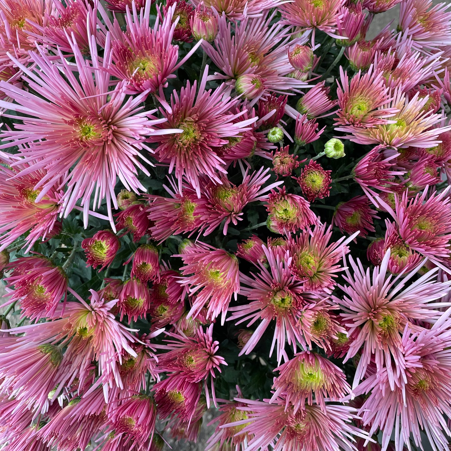 Chrysanthemum pom-pom (10寸盆) 菊花