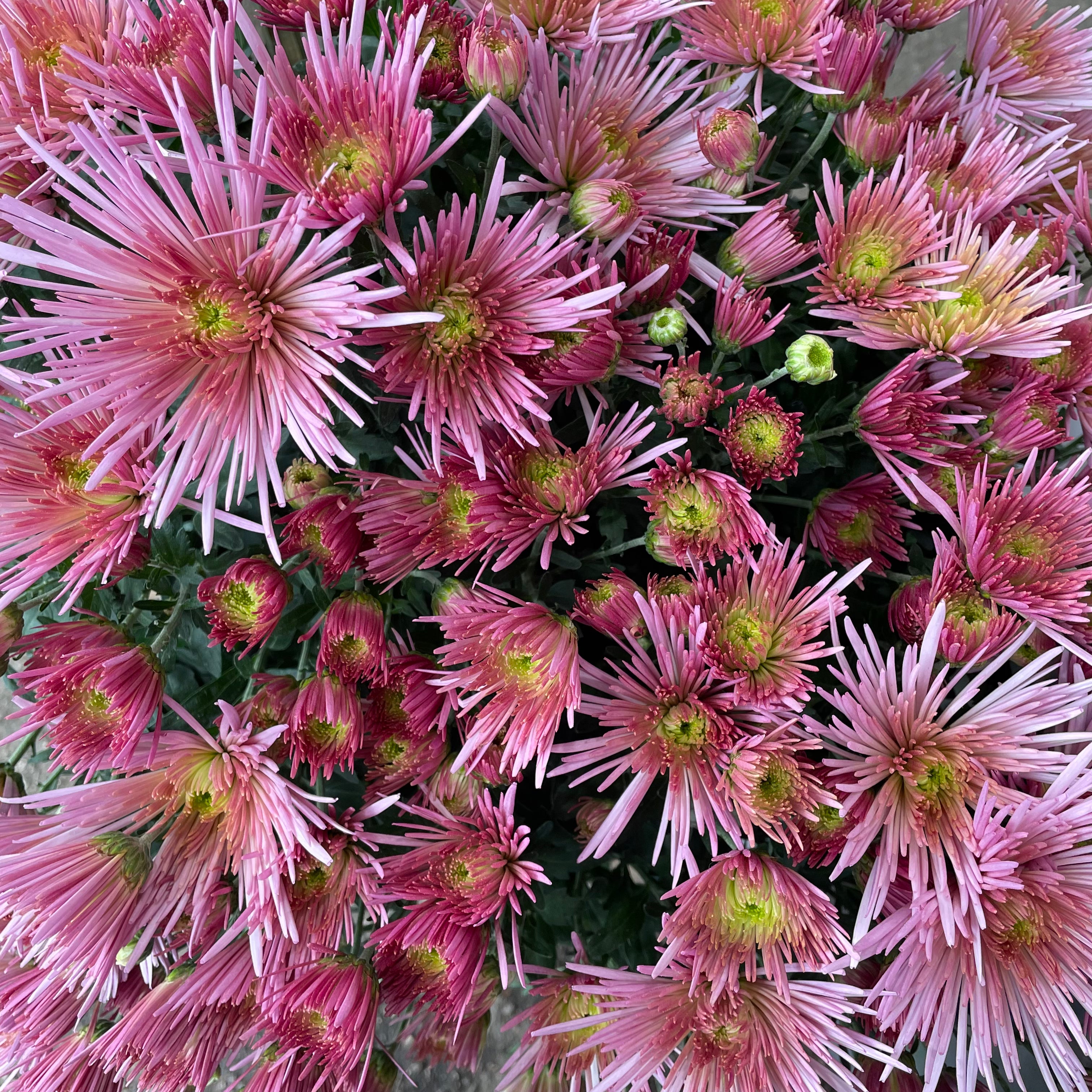 Chrysanthemum Pom-Pom (10寸盆) 菊花