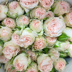 Rose Spray Roslin - (8-10 Stems)