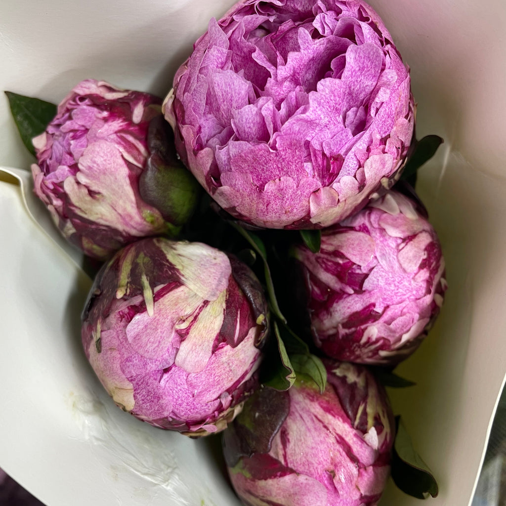 Peony Purple 芍药 - (5 Stems)