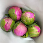 Peony Pink 芍药 - (5 Stems)