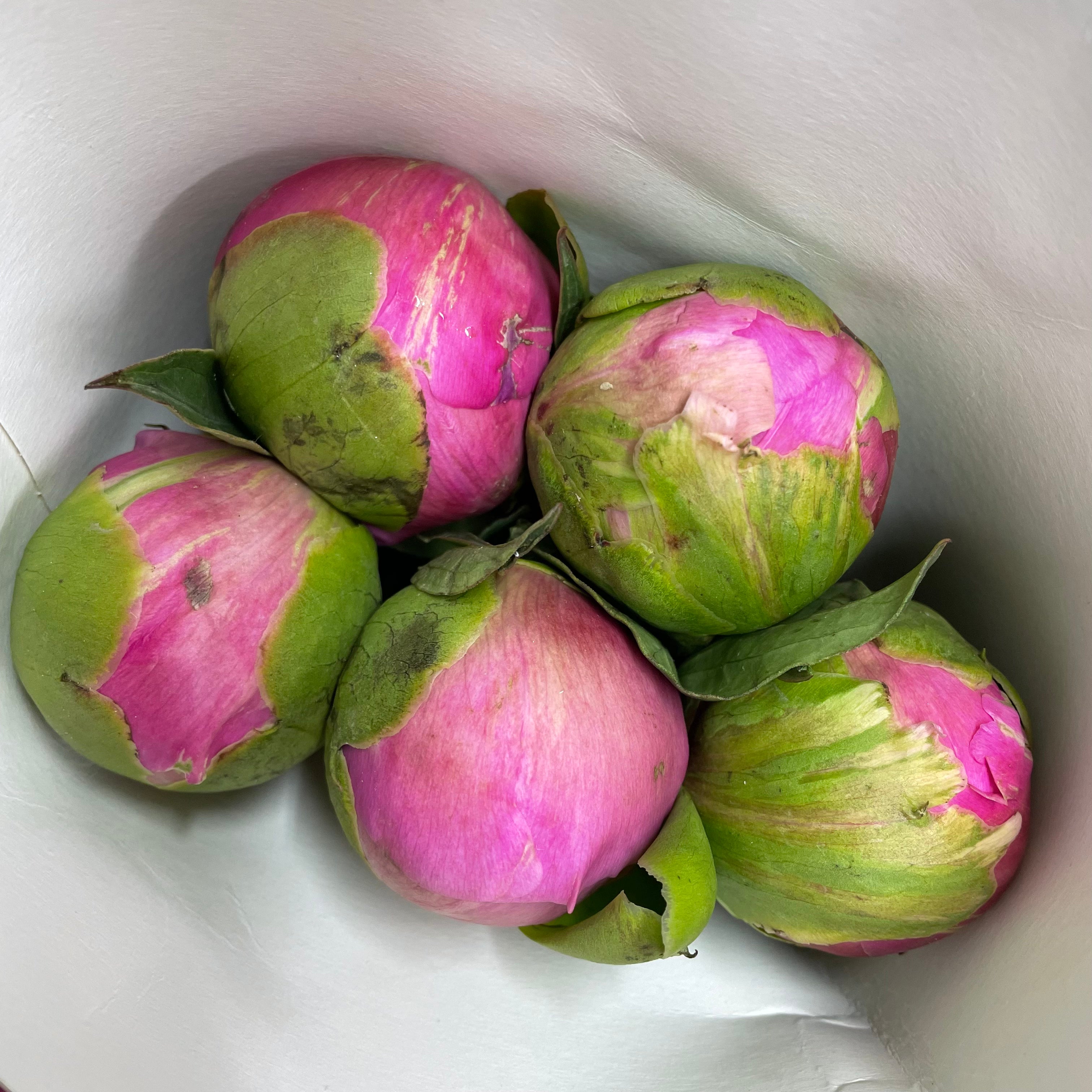 Peony Gamma Pink - (5 Stems)